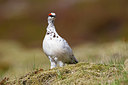 BUITEN BEELD Foto: 349449