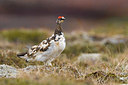 BUITEN BEELD Foto: 349450