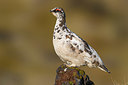 BUITEN BEELD Foto: 349452