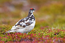 BUITEN BEELD Foto: 349456