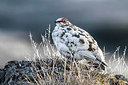 BUITEN BEELD Foto: 349461