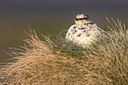 BUITEN BEELD Foto: 349465