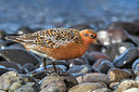 BUITEN BEELD Foto: 349499