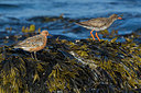 BUITEN BEELD Foto: 349500