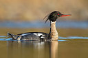 BUITEN BEELD Foto: 349503