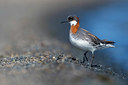 BUITEN BEELD Foto: 349526