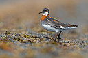BUITEN BEELD Foto: 349528