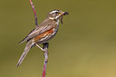 BUITEN BEELD Foto: 349572