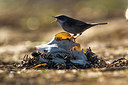 BUITEN BEELD Foto: 349614