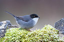 BUITEN BEELD Foto: 349615