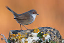 BUITEN BEELD Foto: 349617