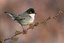 BUITEN BEELD Foto: 349619