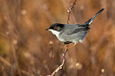 BUITEN BEELD Foto: 349624