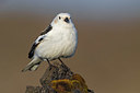 BUITEN BEELD Foto: 349637