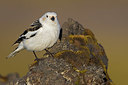 BUITEN BEELD Foto: 349638