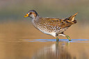 BUITEN BEELD Foto: 349652