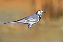 BUITEN BEELD Foto: 349687