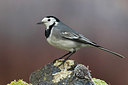 BUITEN BEELD Foto: 349691