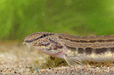 BUITEN BEELD Foto: 349755