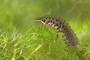 BUITEN BEELD Foto: 349756
