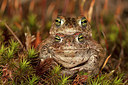 BUITEN BEELD Foto: 349775