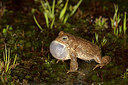 BUITEN BEELD Foto: 349783