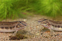 BUITEN BEELD Foto: 349803