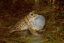 BUITEN BEELD Foto: 349807
