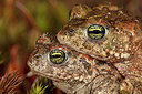 BUITEN BEELD Foto: 349809