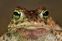 BUITEN BEELD Foto: 349810