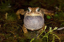 BUITEN BEELD Foto: 349815