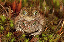 BUITEN BEELD Foto: 349836