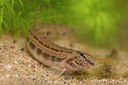 BUITEN BEELD Foto: 349840