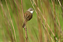 BUITEN BEELD Foto: 349877