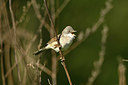 BUITEN BEELD Foto: 349883
