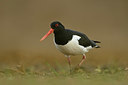 BUITEN BEELD Foto: 349884