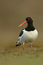 BUITEN BEELD Foto: 349885