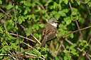 BUITEN BEELD Foto: 349886
