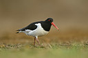 BUITEN BEELD Foto: 349889