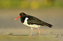 BUITEN BEELD Foto: 349917