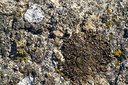 BUITEN BEELD Foto: 350236
