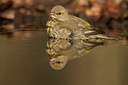 BUITEN BEELD Foto: 350328