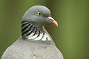 BUITEN BEELD Foto: 350339