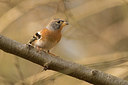 BUITEN BEELD Foto: 350342