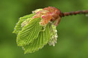 BUITEN BEELD Foto: 350374