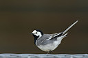 BUITEN BEELD Foto: 350502