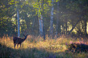 BUITEN BEELD Foto: 350656