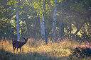 BUITEN BEELD Foto: 350681
