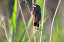 BUITEN BEELD Foto: 350740