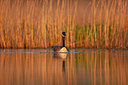 BUITEN BEELD Foto: 350762